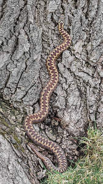 No 17 - Female Adder Climbing Tree.jpg - Advanced 2019 Print Exhibition